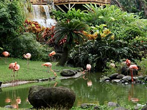 Tropical Landscaping Garden Pond With Flamingos