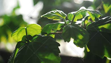 Close-up of green leaves of some plant shined by sunlight in a botanical garden. Stock footage. Plants and gardening