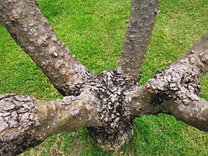 Branches of Short Tree Trunk Against Green Grass