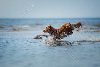 Nova Scotia Duck Tolling Retriever Dog in the water. Pet jumps into the sea.