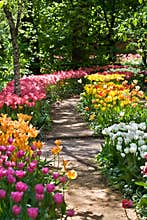 Path in a garden among tulips