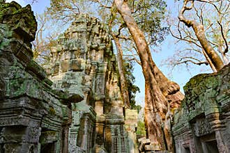 Nature is stronger than man-made creations. Ta Prohm Temple, Angkor Wat, Siem Reap, Cambodia.