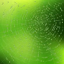 Spider web with dew drops