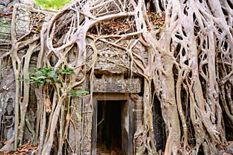 Ta Prohm Temple, Angkor Wat, Siem Reap, Cambodia.