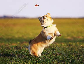 Cute little red-haired Corgi puppy runs around the green meadow and catches a butterfly