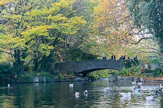 Morning natural scene with bridge, lake, trees at St Stephen\'s Green