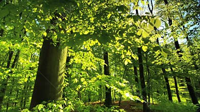 Beautiful sun rays fall through fresh green foliage in a beech forest