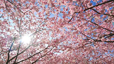 Cherry blossoms canopy with the sun