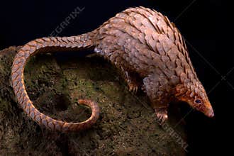 Tree pangolin Phataginus tricuspis