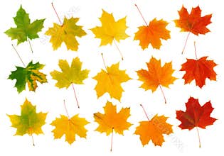 Fall maple leaves