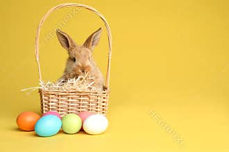 Adorable furry Easter bunny in wicker basket and dyed eggs on color background