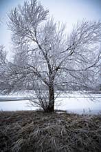 Frosty tree in winter landscape.