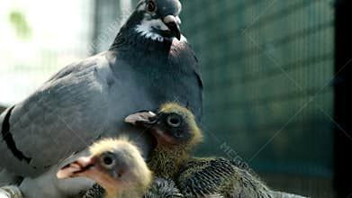 Homing pigeon feeding two new born babies in home loft