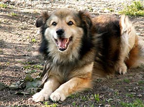 Laughing Dog