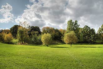 Trees and forest landscape.
