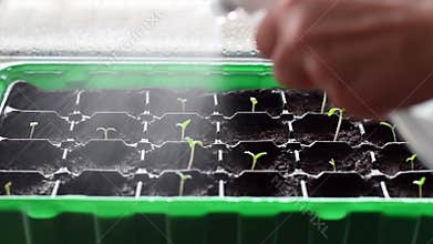 Watering many young plants in plastic pots. Close-up image on little tomato plants sprayed with water. Water mist.