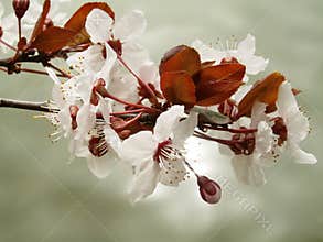 Cherry Flowers