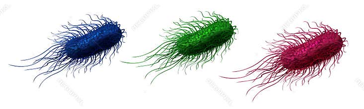 Salmonella bacteria are blue, green and pink
