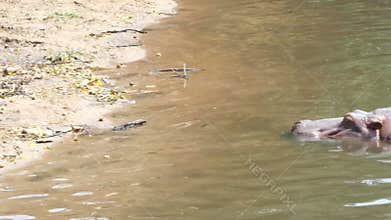 4K hippopotamus mammal animal in the natural river