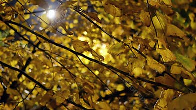 Autum leaf park night