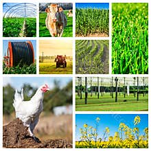 Collage representing several farm animals and farmland
