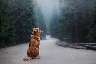 Dog Nova Scotia duck tolling Retriever in the mountains