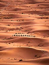 Camel Caravan in Sahara Desert