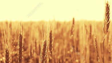 Spikelets of wheat on a field at sunset