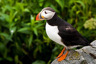 Atlantic Puffin