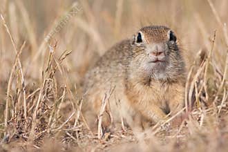 European ground squirrel