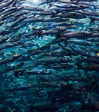 Shoal of fish