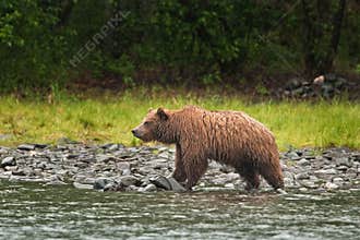 Grizzly bear, ursus arctos, silvertip bear, Alaska