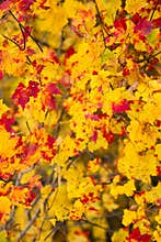 Yellow and Red Autumn Maple Leaves