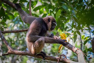 Bornean white-bearded gibbon, Hylobates albibarbis