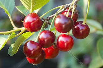 Cherry tree