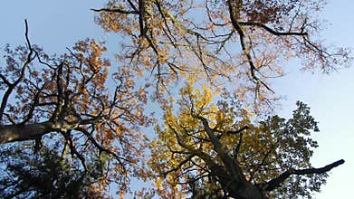 Autumn in the treetops