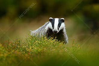 Cute Mammal environment, rainy day. Badger in forest, animal nature habitat, Germany, Europe. Wildlife scene. Wild Badger, Meles m