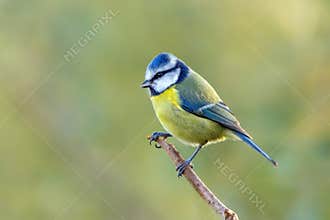 European Blue Tit - Cyanistes caeruleus at rest.