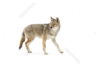 A lone coyote (Canis latrans) isolated on white background walking and hunting in the winter snow in Canada