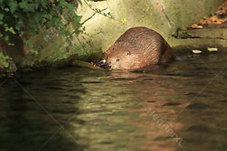 Eurasian beaver