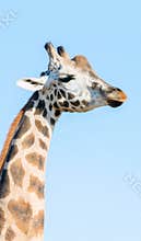 Portrait of an African giraffe. Head and long neck.