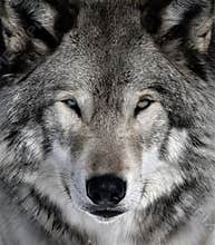 Gray Wolf