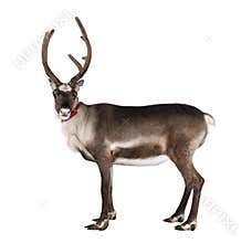 Reindeer, side view, looking at the camera