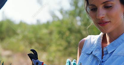 Farmer cutting olives from pruning shears in farm 4k
