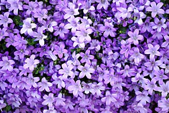 Abstract purple nature