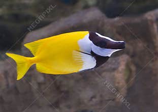 Rabbit fish.