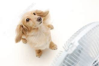 Dachshund and fan