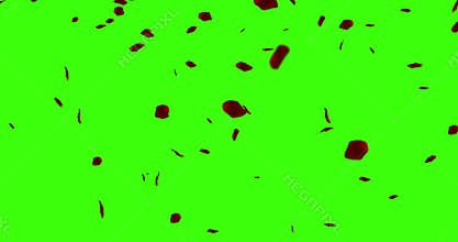 Red rose petals flying on chroma key, green screen background, holiday love, relationship and valentine day