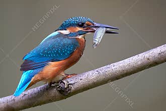 Common Kingfisher / Eisvogel Alcedo atthis