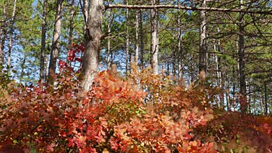 Green pine forests and red deciduous trees